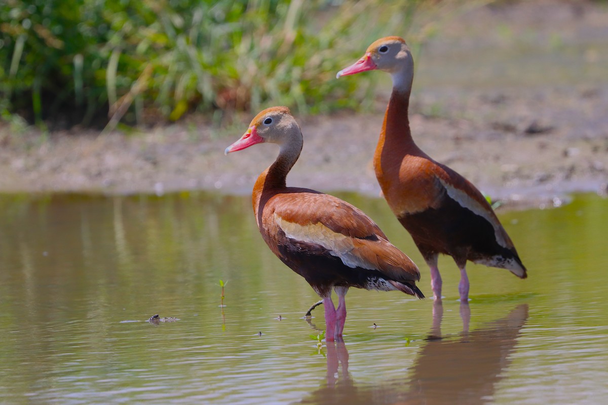 Black-bellied Whistling-Duck - ML638873197