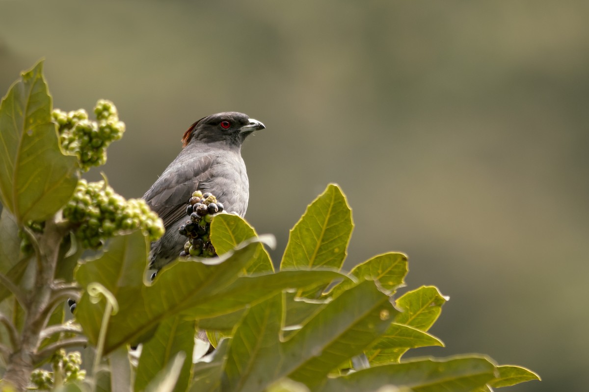 Red-crested Cotinga - ML638873230