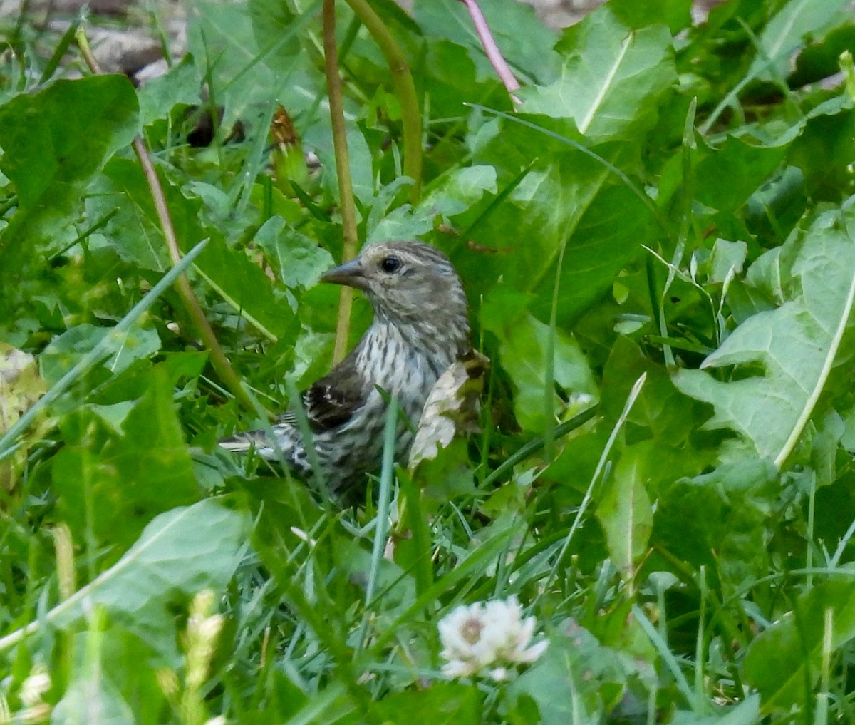 Pine Siskin - ML638873241