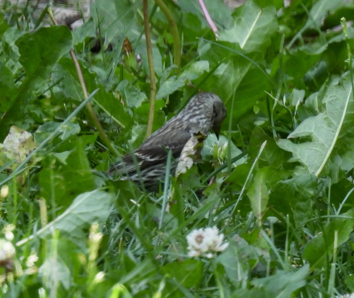 Pine Siskin - ML638873242