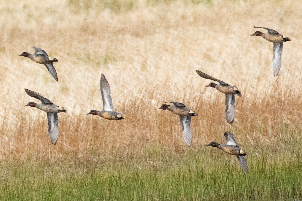 Green-winged Teal (Eurasian) - ML638873284