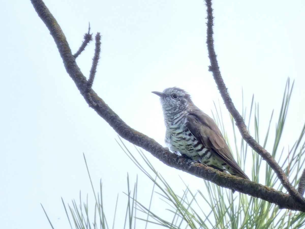 Little Bronze-Cuckoo - ML638873309