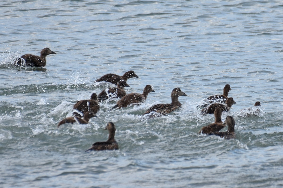 Common Eider - ML638873337