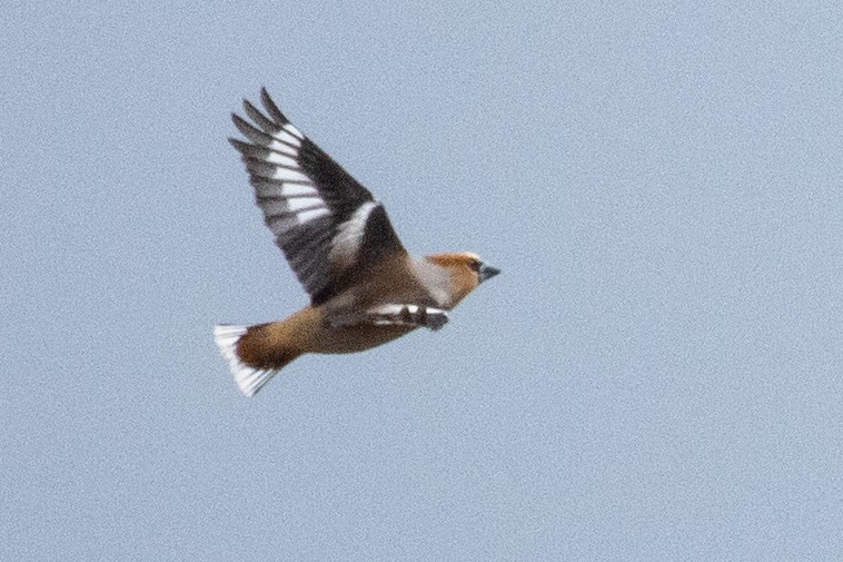 Hawfinch - ML638873361
