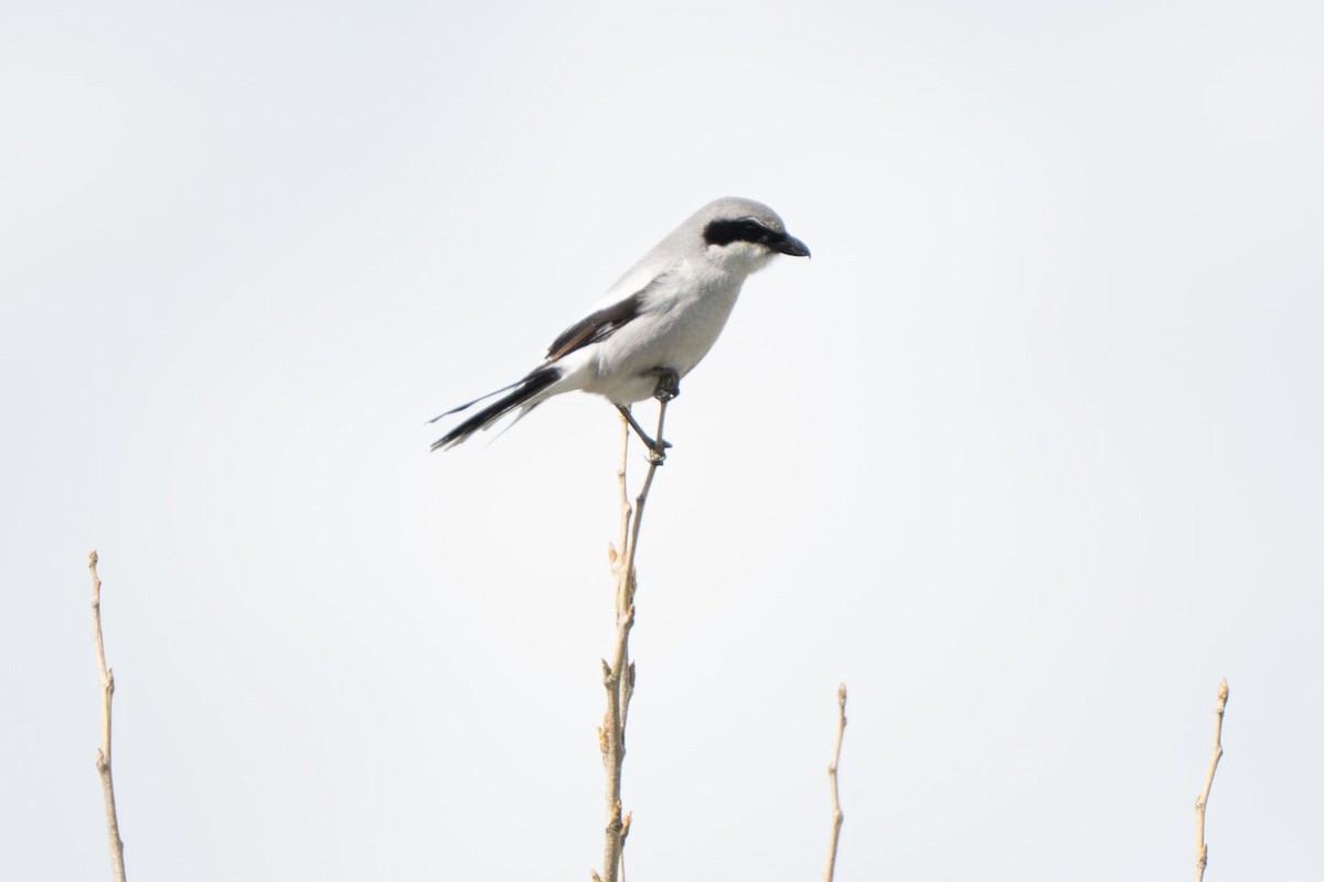 Loggerhead Shrike - ML638873362