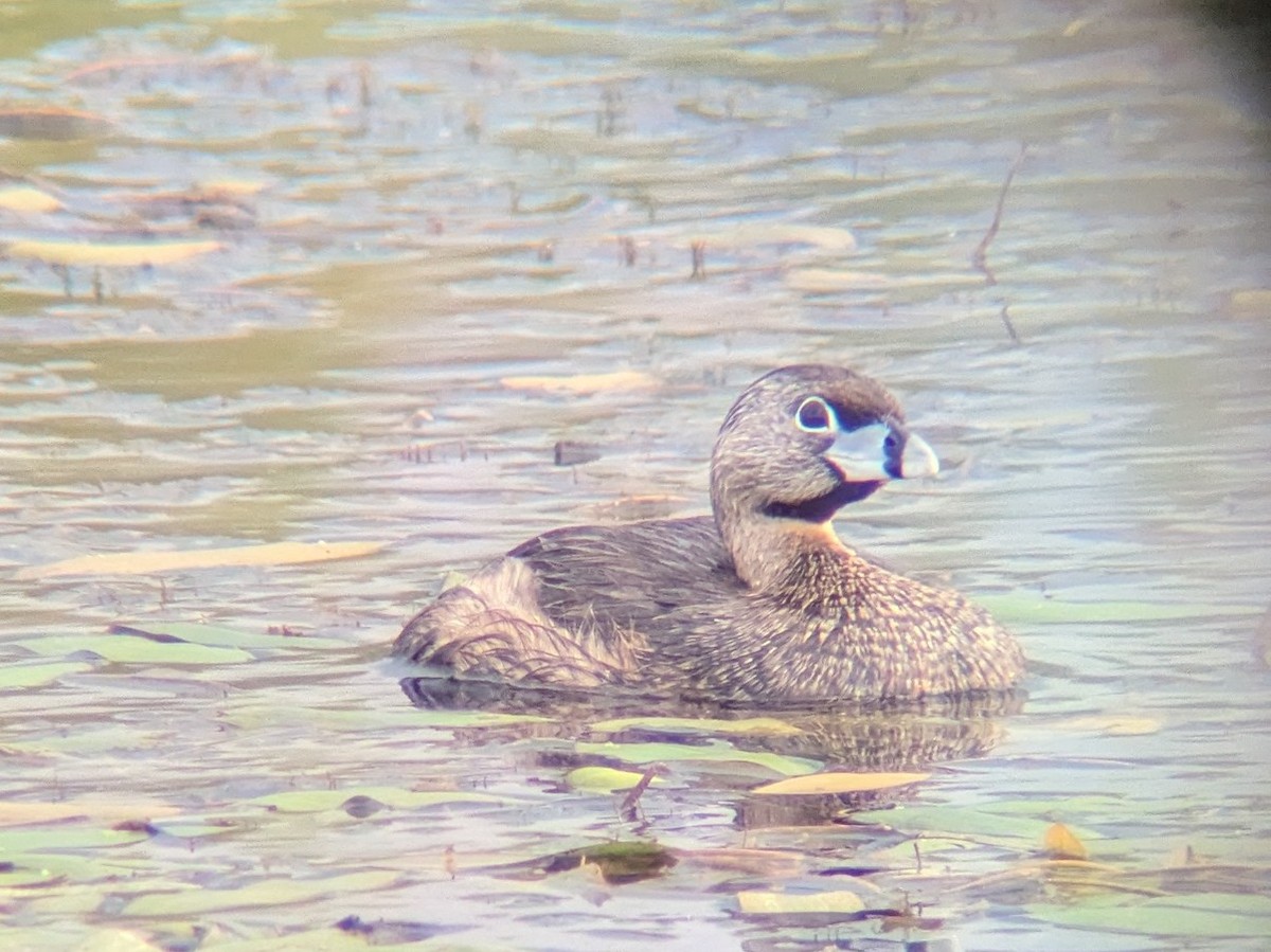 Pied-billed Grebe - ML638873363