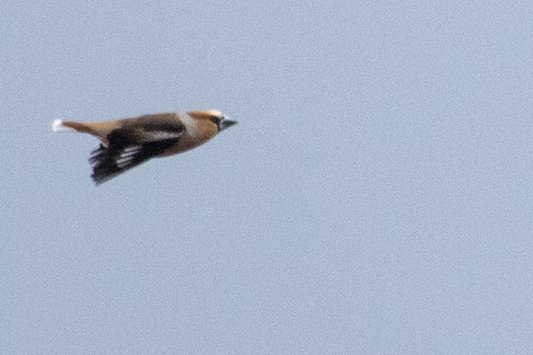 Hawfinch - ML638873365