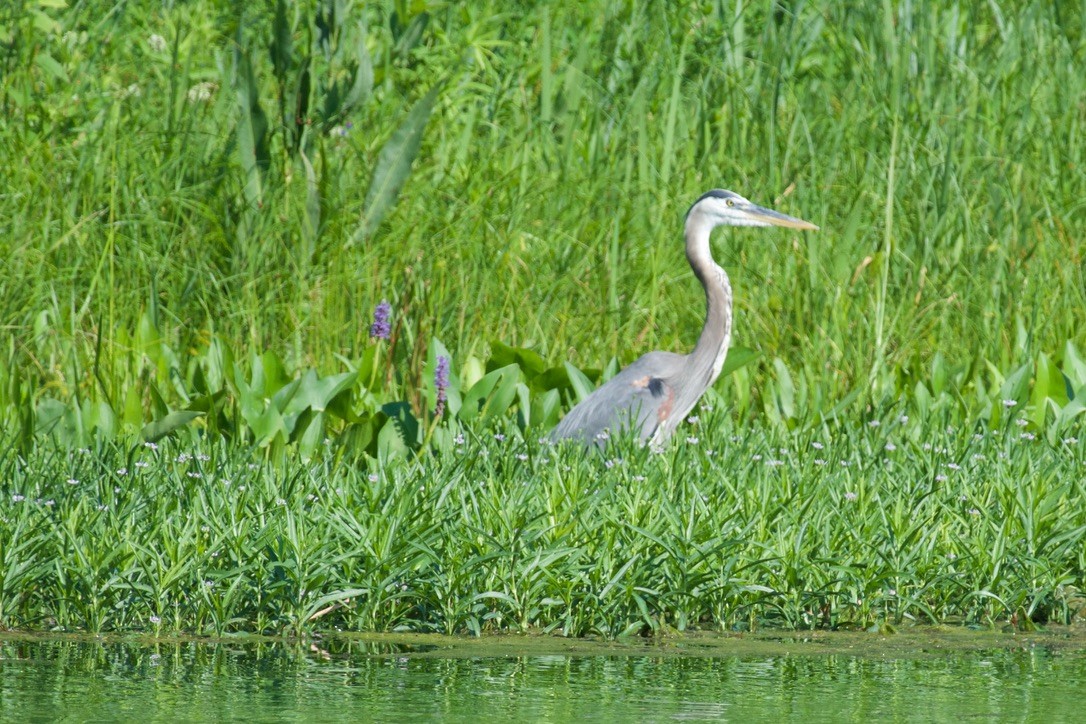 Great Blue Heron - ML638873370
