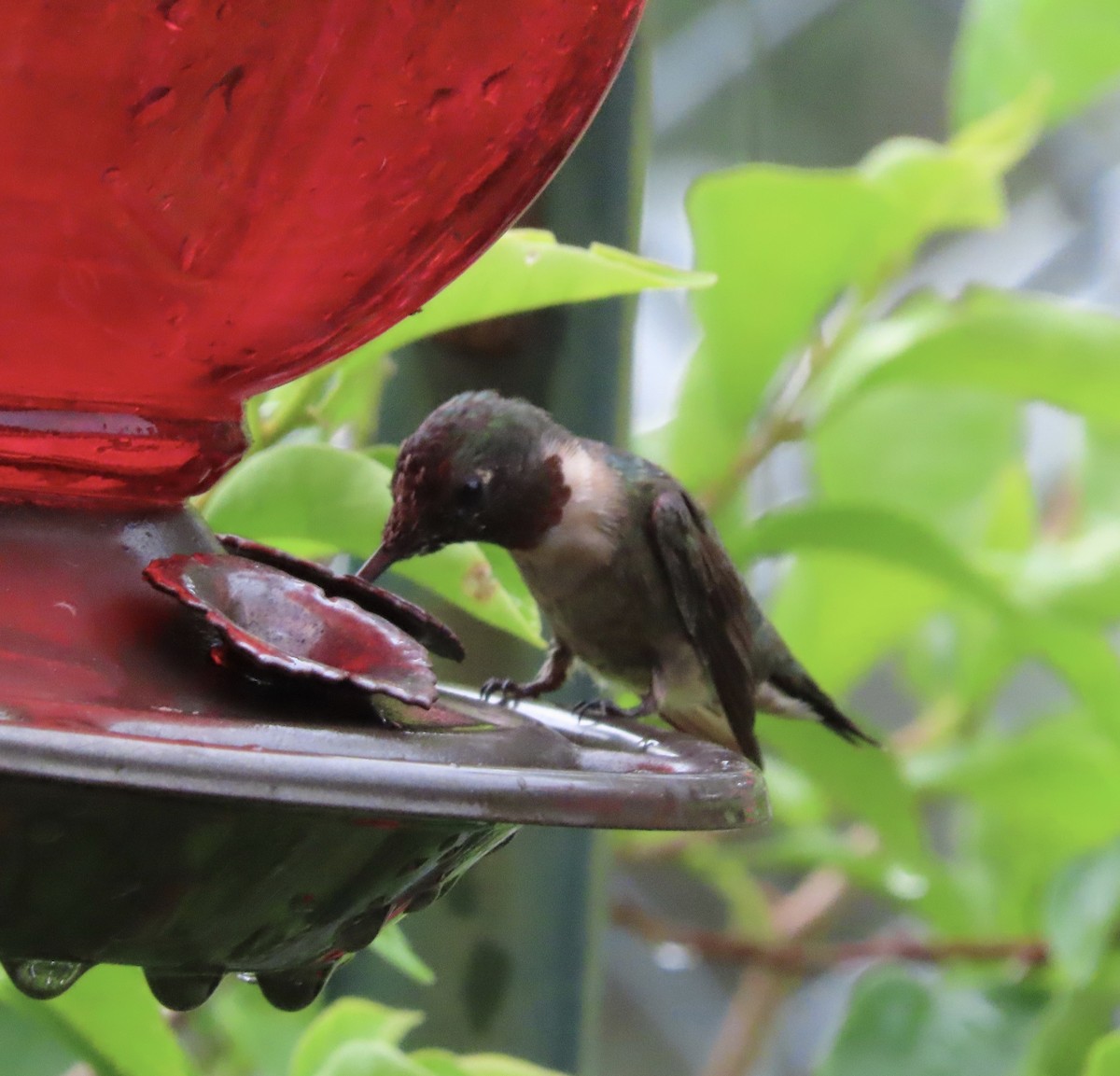 Ruby-throated Hummingbird - ML638873379