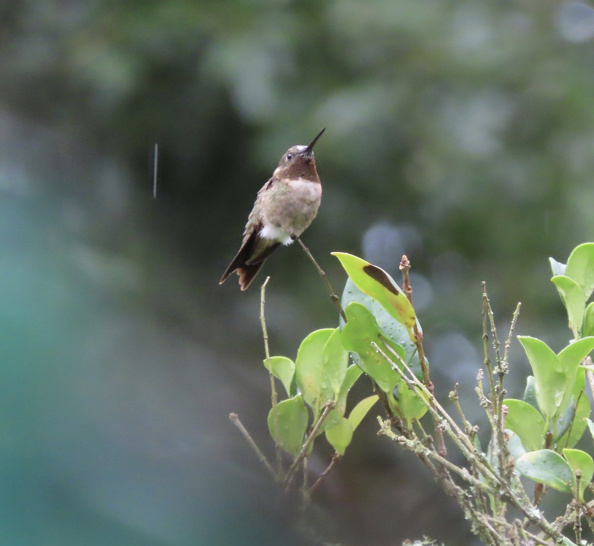 Ruby-throated Hummingbird - ML638873380