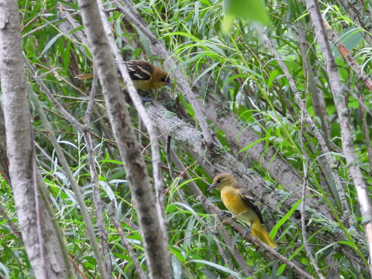 Baltimore Oriole - ML638873383