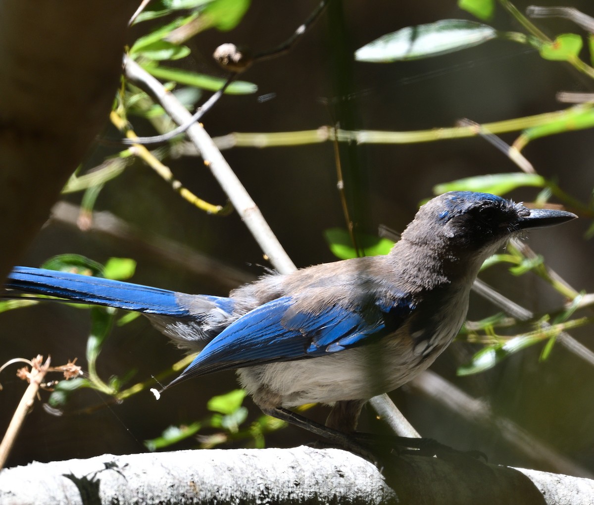 Island Scrub-Jay - ML638873384