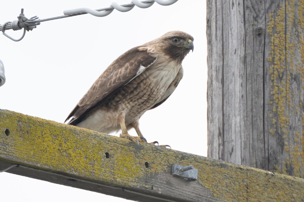 Red-tailed Hawk - ML638873385