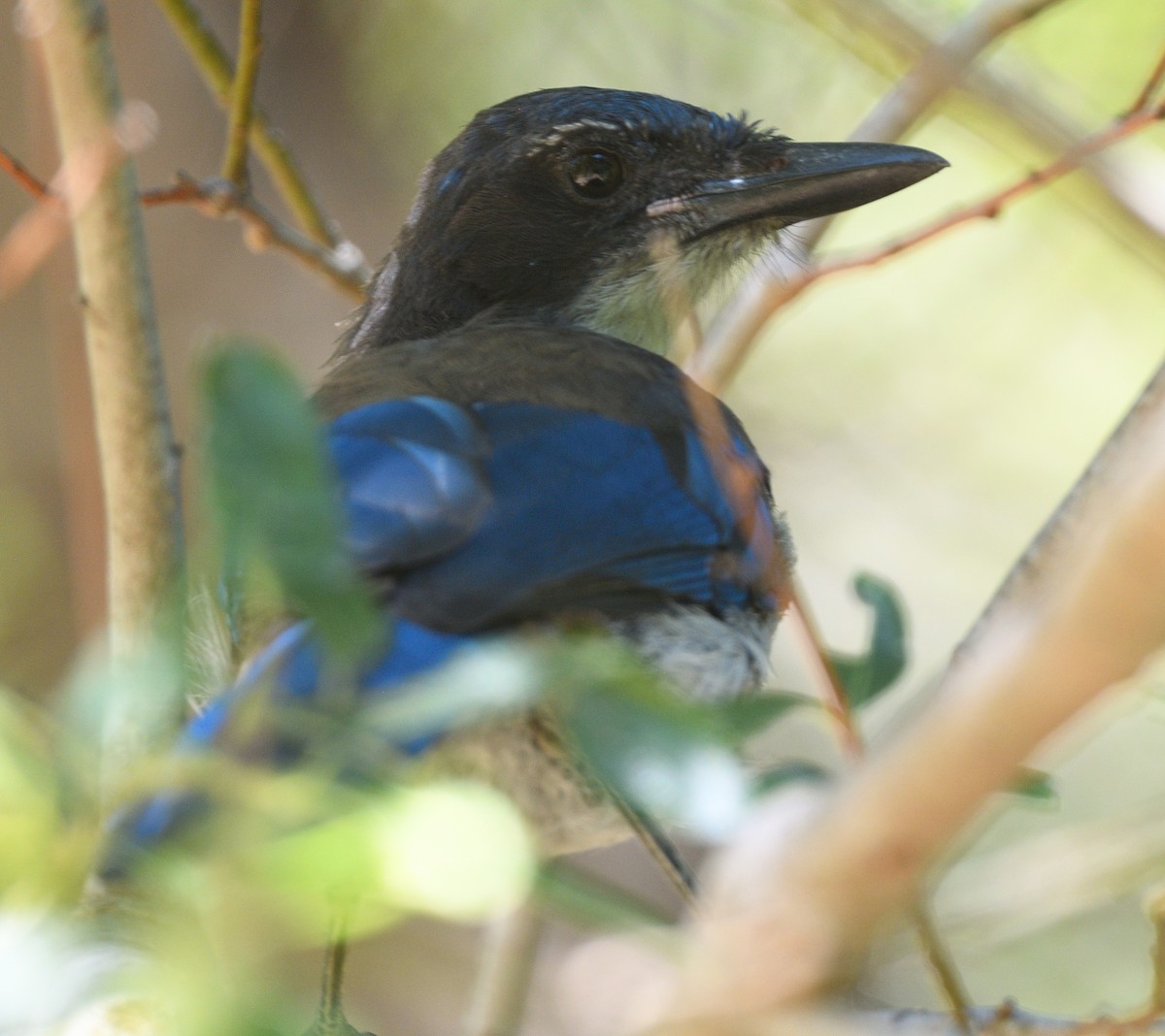 Island Scrub-Jay - ML638873389