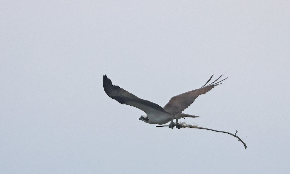 Osprey (American) - ML638873393