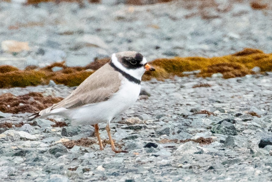 Semipalmated Plover - ML638873394