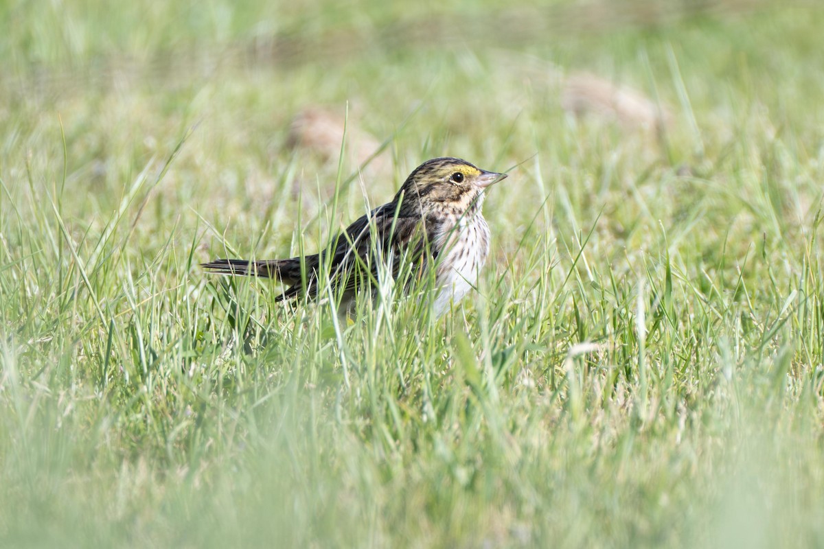 Savannah Sparrow - ML638873404