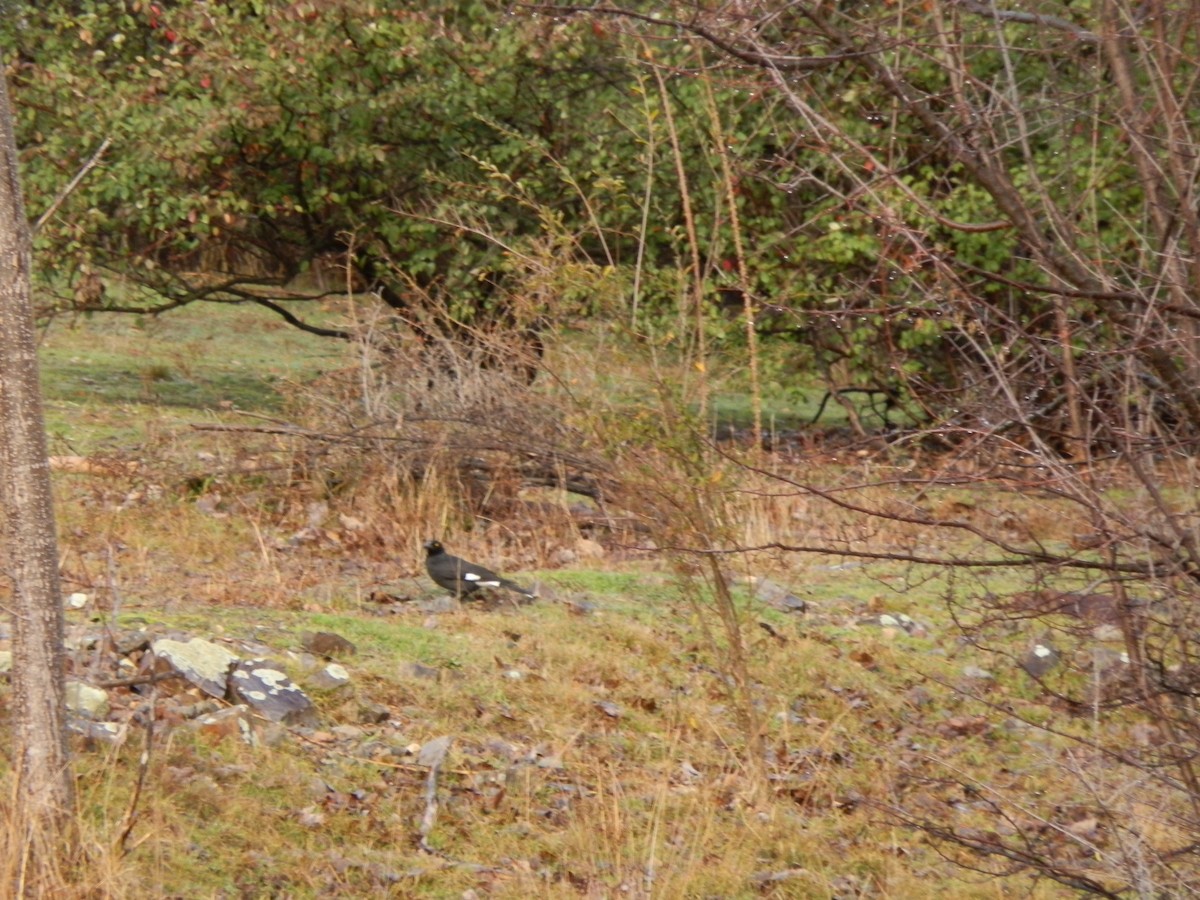 Pied Currawong - ML638873418