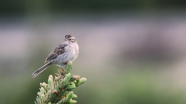 Brewer's Sparrow (taverneri) - ML638873494