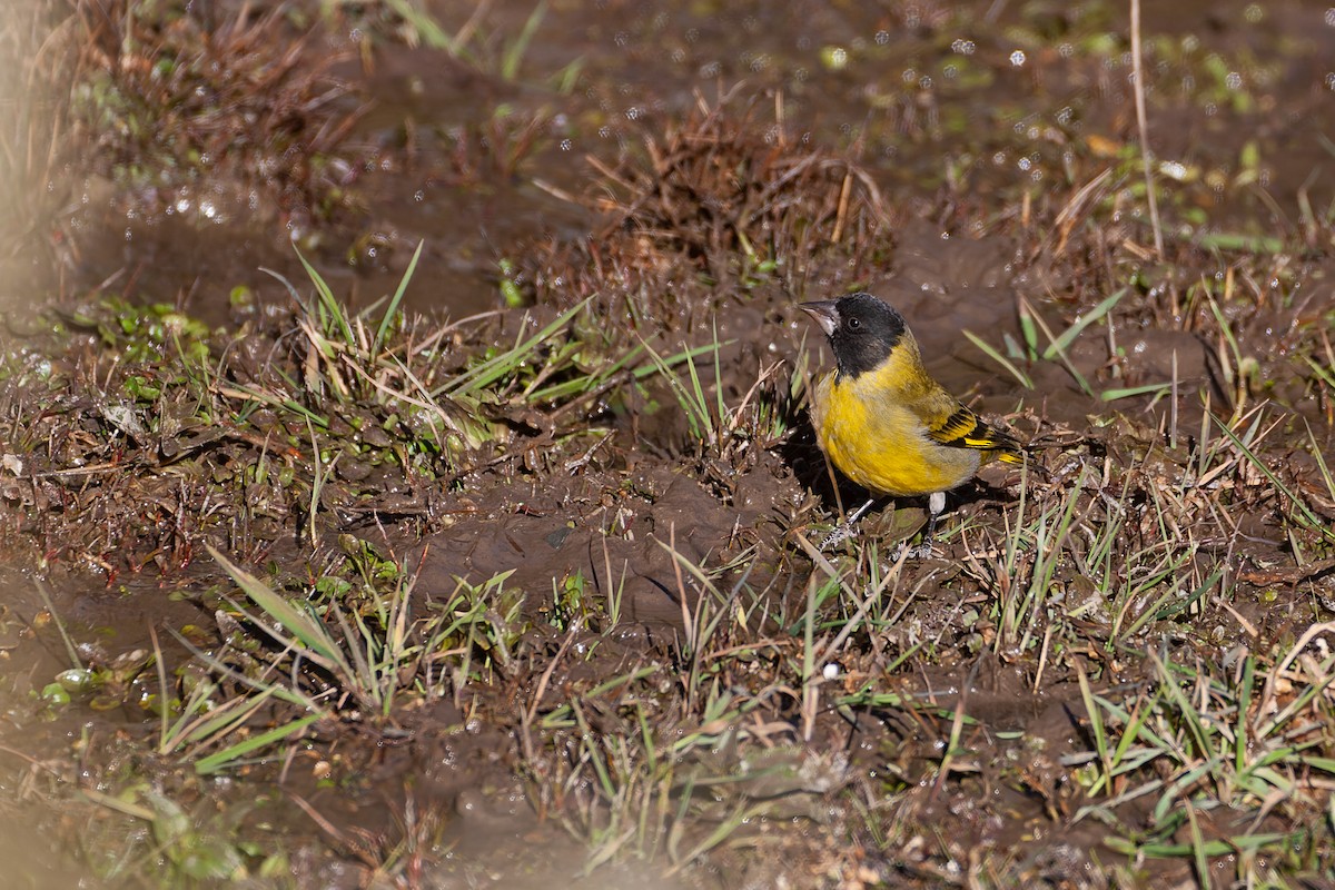 Thick-billed Siskin - ML638873498