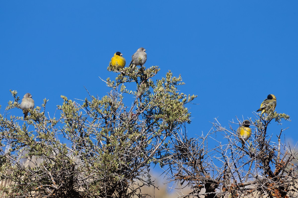 Thick-billed Siskin - ML638873499