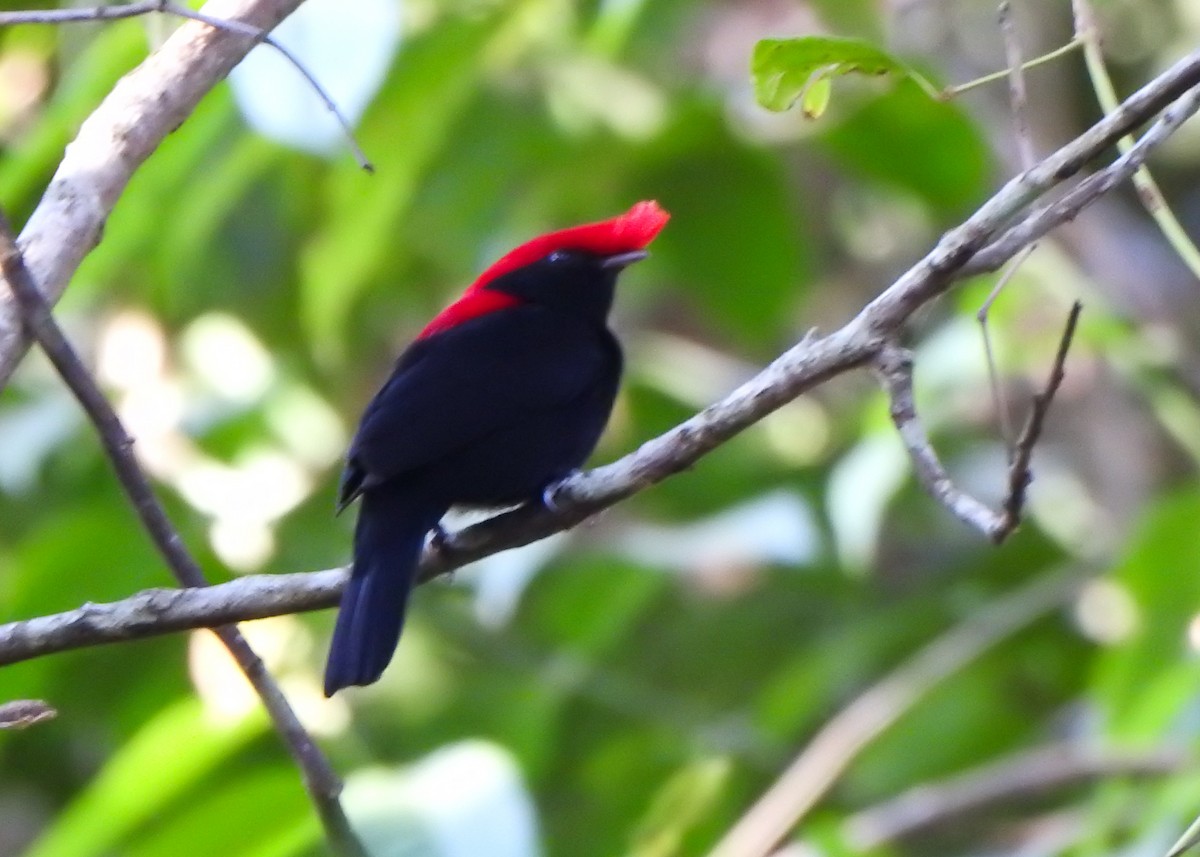 Helmeted Manakin - ML638873509