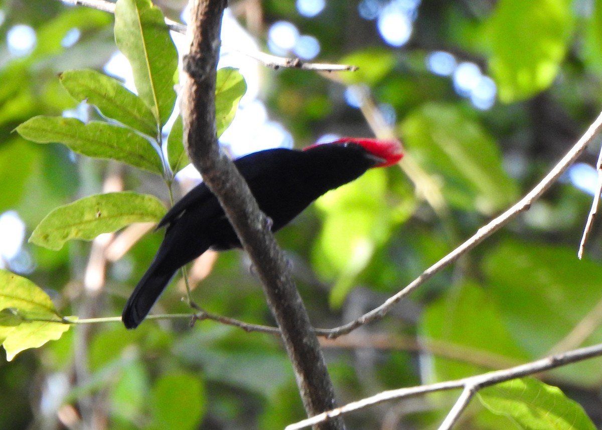 Helmeted Manakin - ML638873510