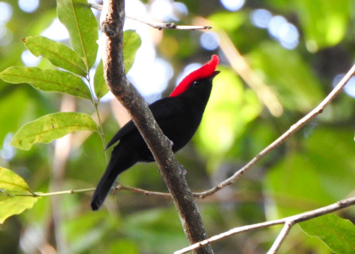 Helmeted Manakin - ML638873511