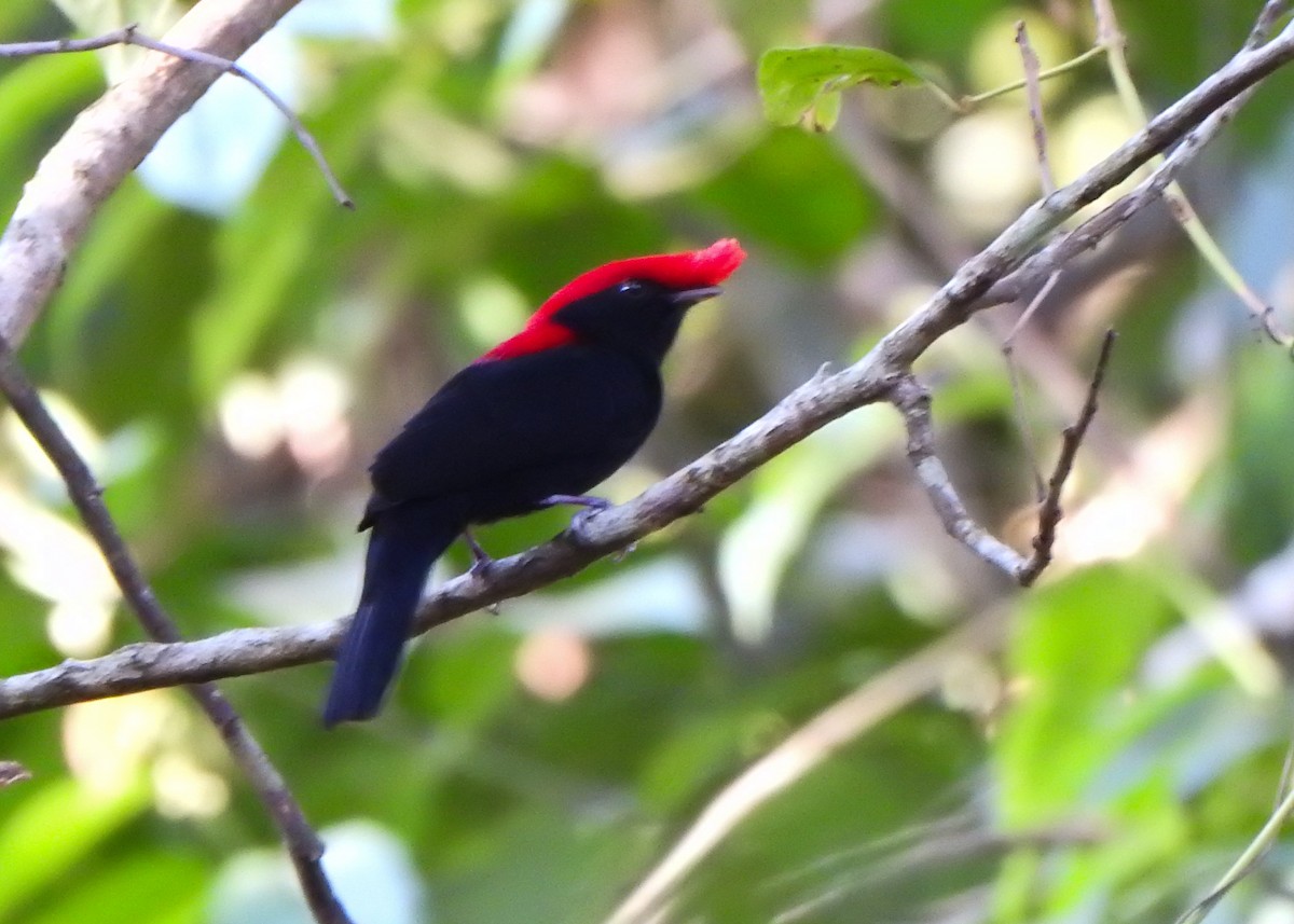 Helmeted Manakin - ML638873512