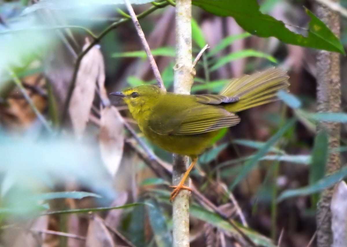 Flavescent Warbler - ML638873522