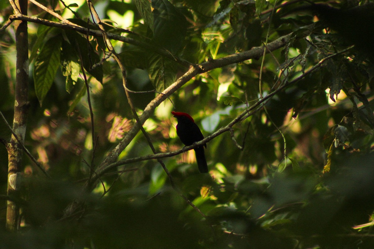 Helmeted Manakin - ML638873540
