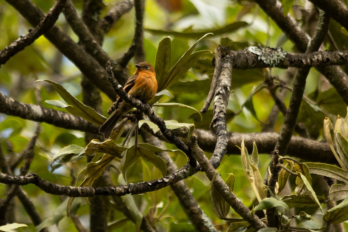 Cinnamon Flycatcher - ML638873547