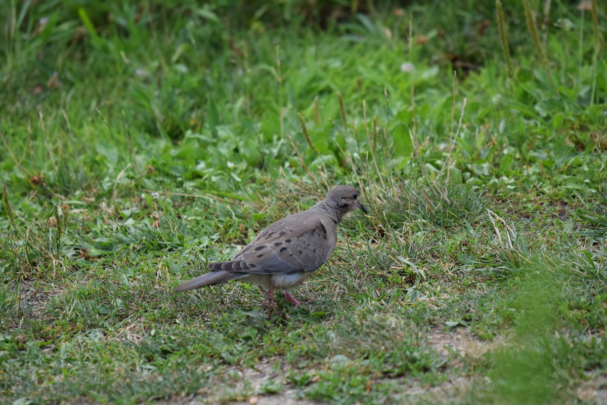 Mourning Dove - ML638873576
