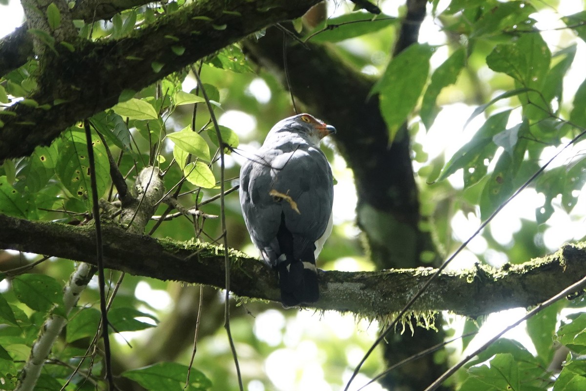 Semiplumbeous Hawk - ML638873600