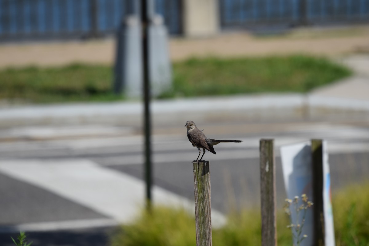 Northern Mockingbird - ML638873601