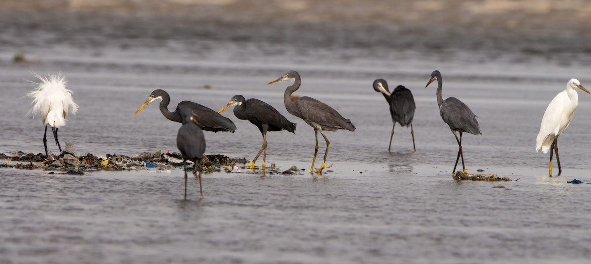 Western Reef-Heron - ML638873612