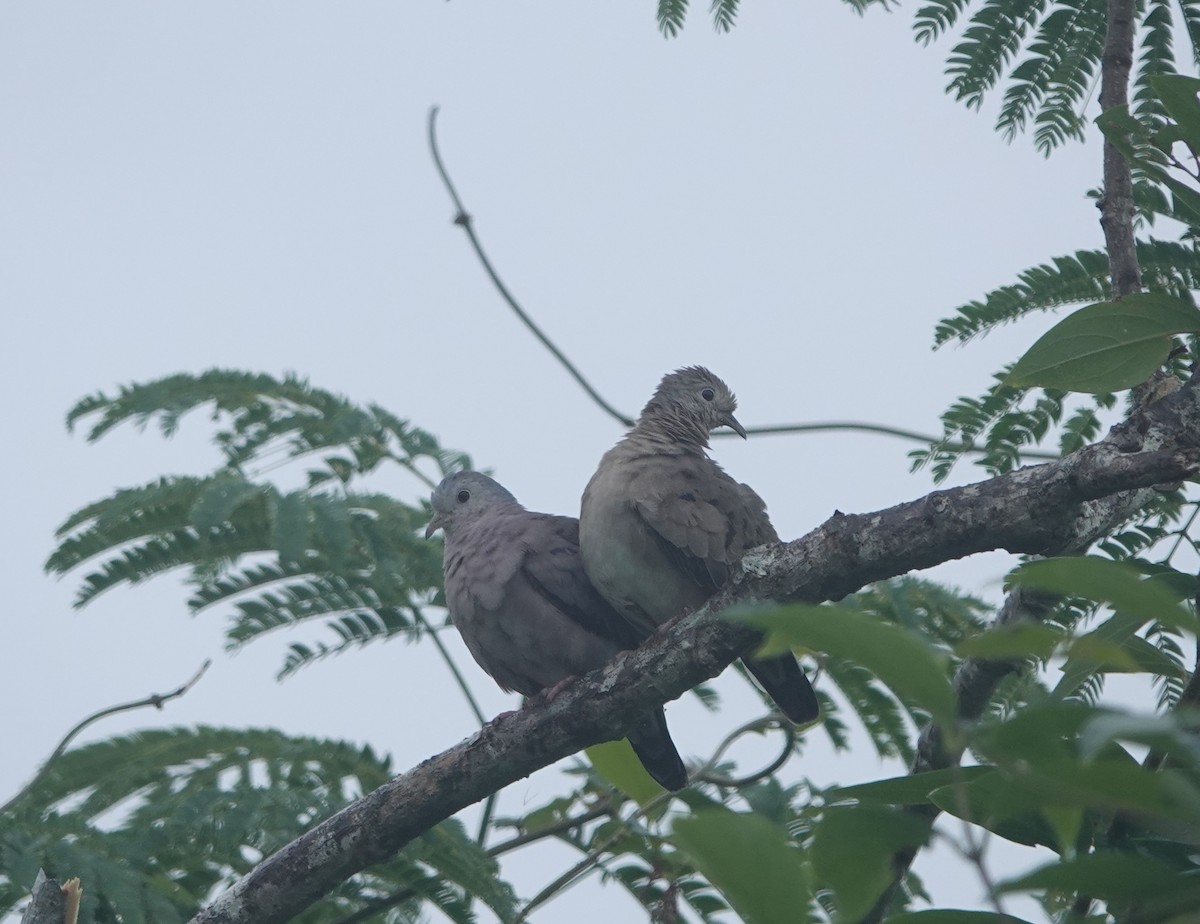 Plain-breasted Ground Dove - ML638873630