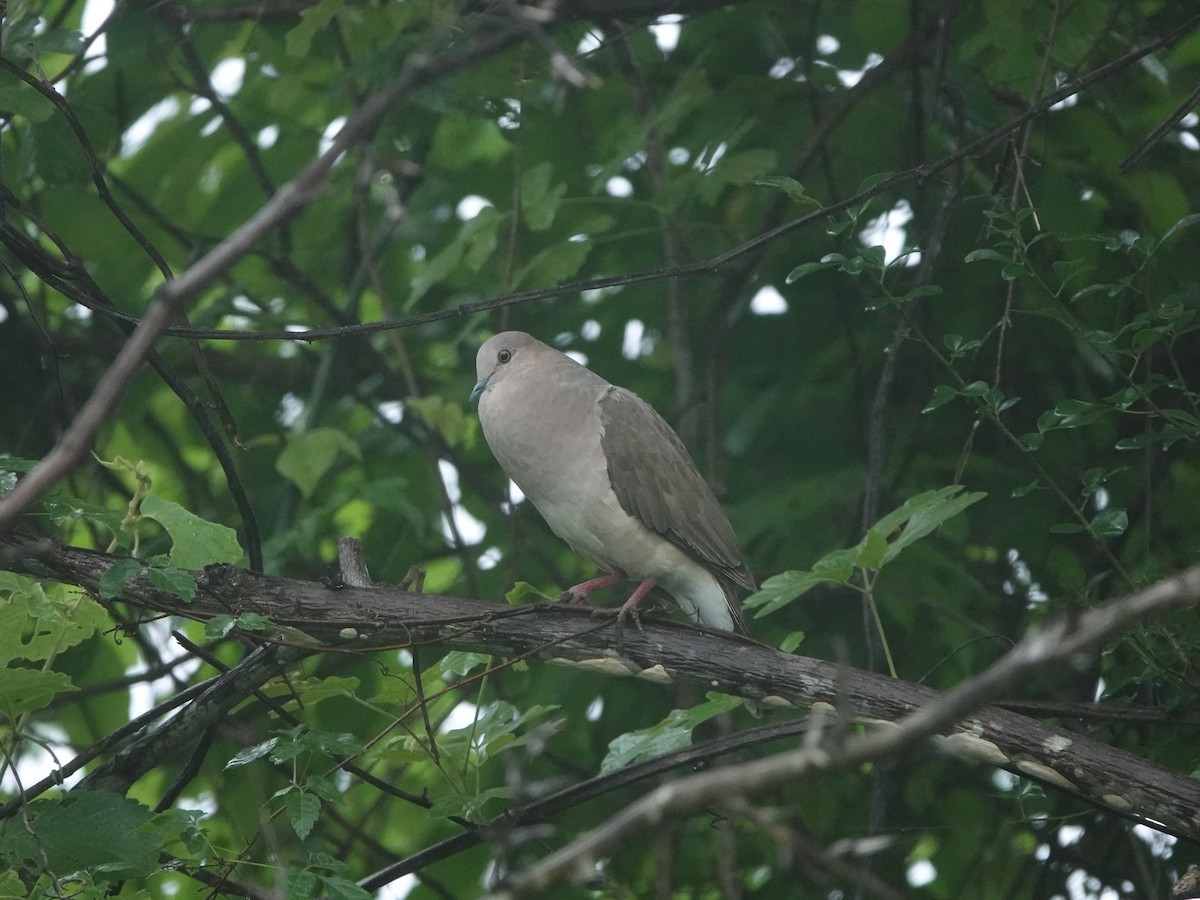 White-tipped Dove - ML638873640