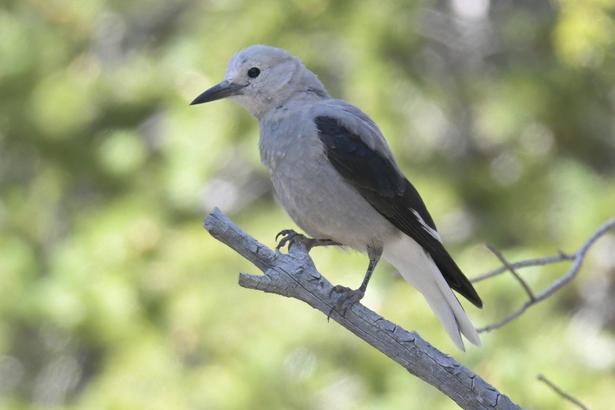 Clark's Nutcracker - ML638873691