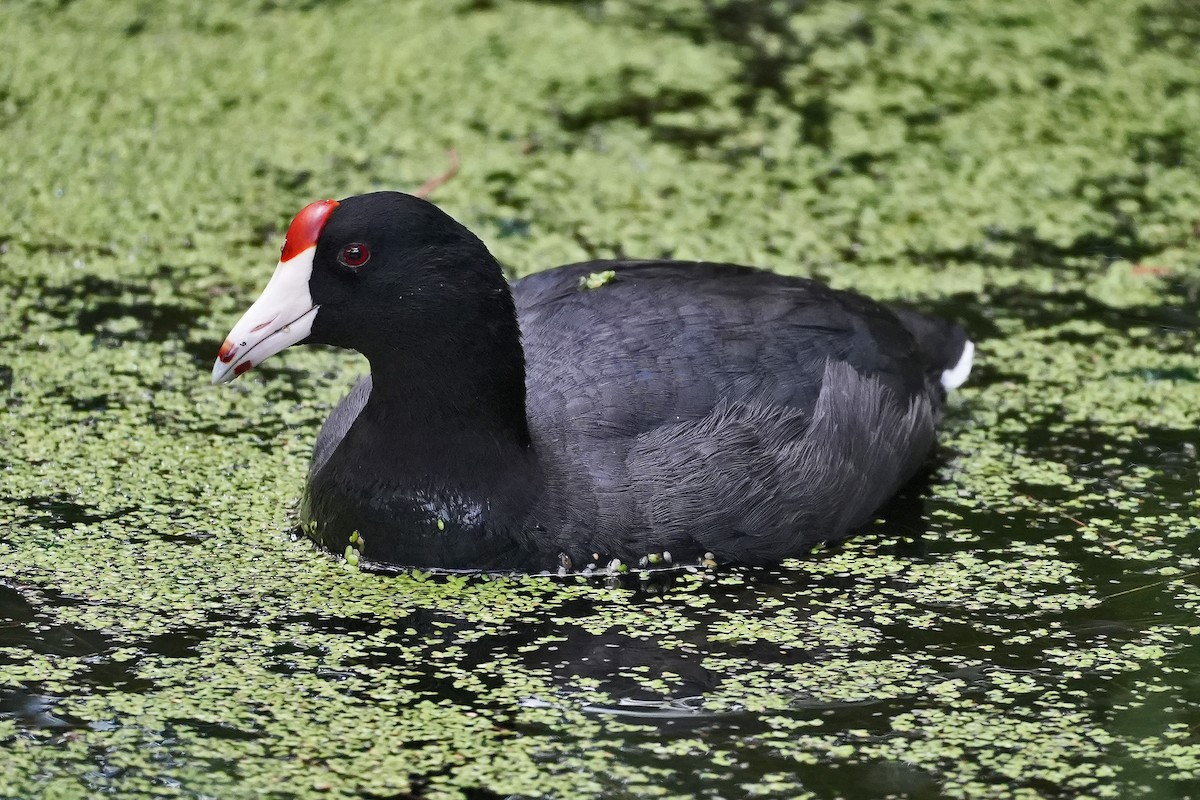 Hawaiian Coot - ML638873692