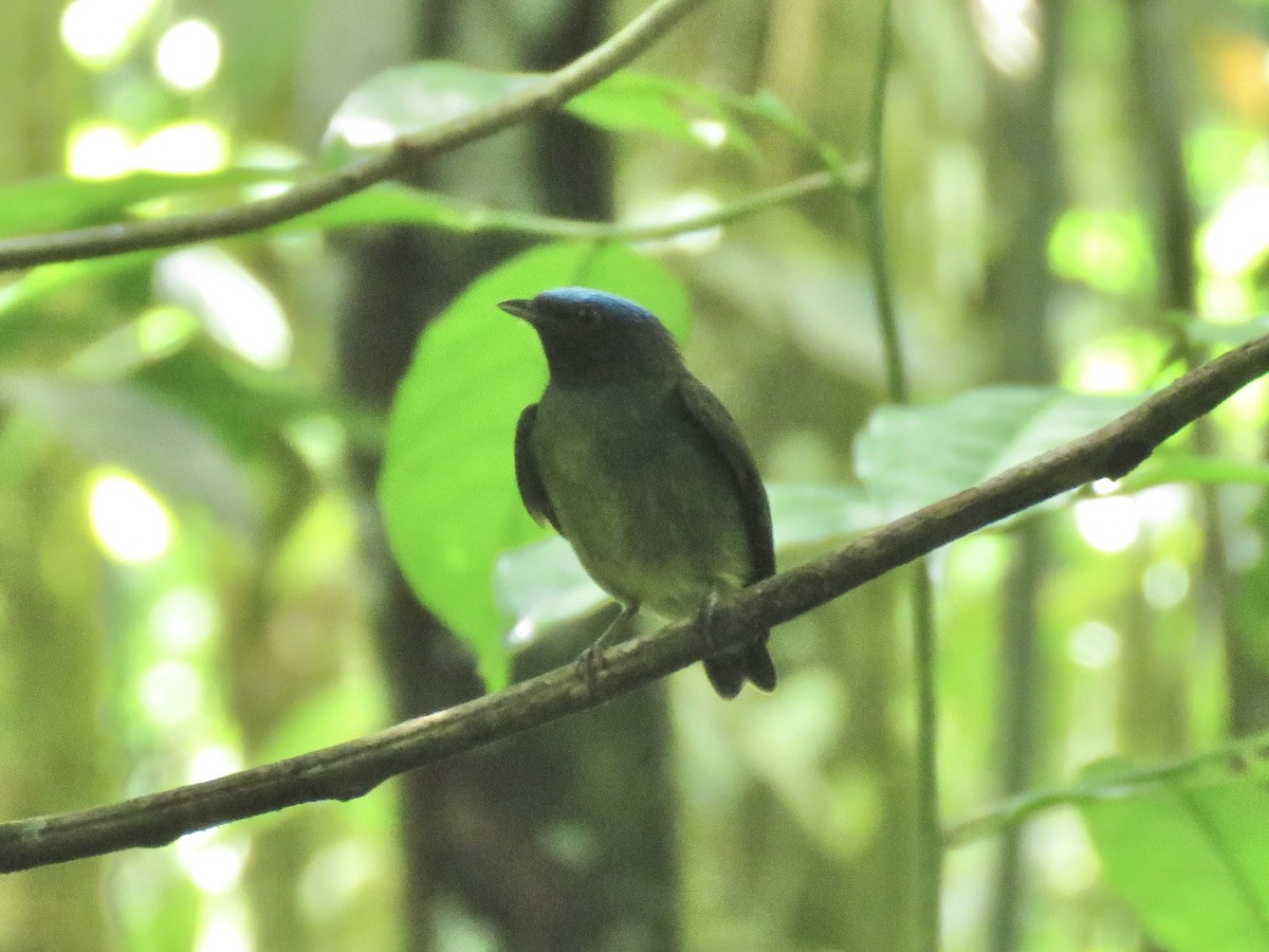 Blue-capped Manakin - ML638873711