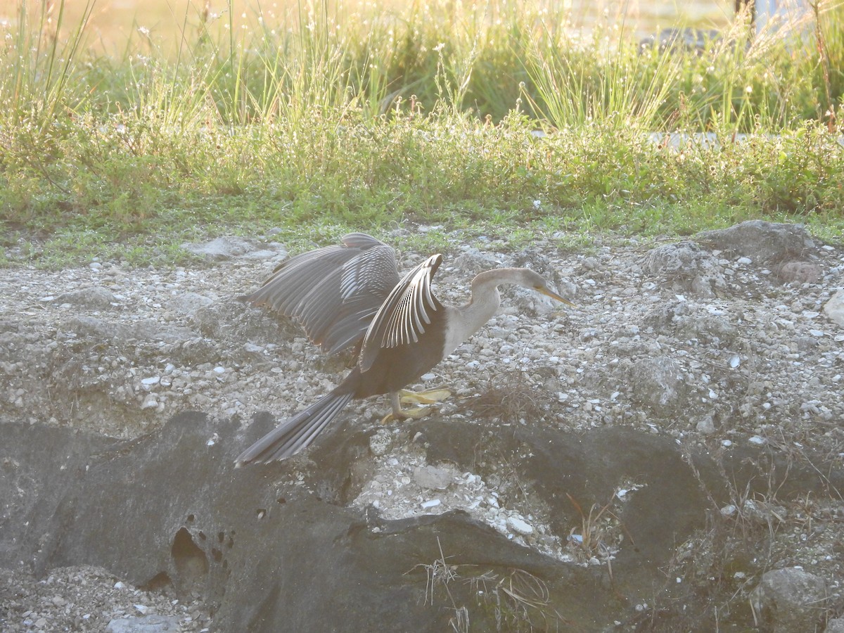 Anhinga - ML638873733