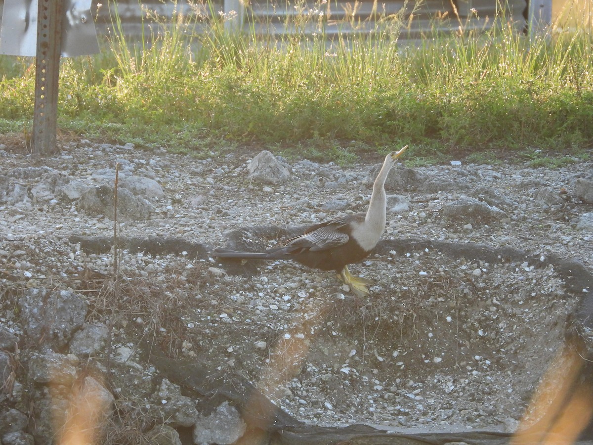 Anhinga - ML638873734