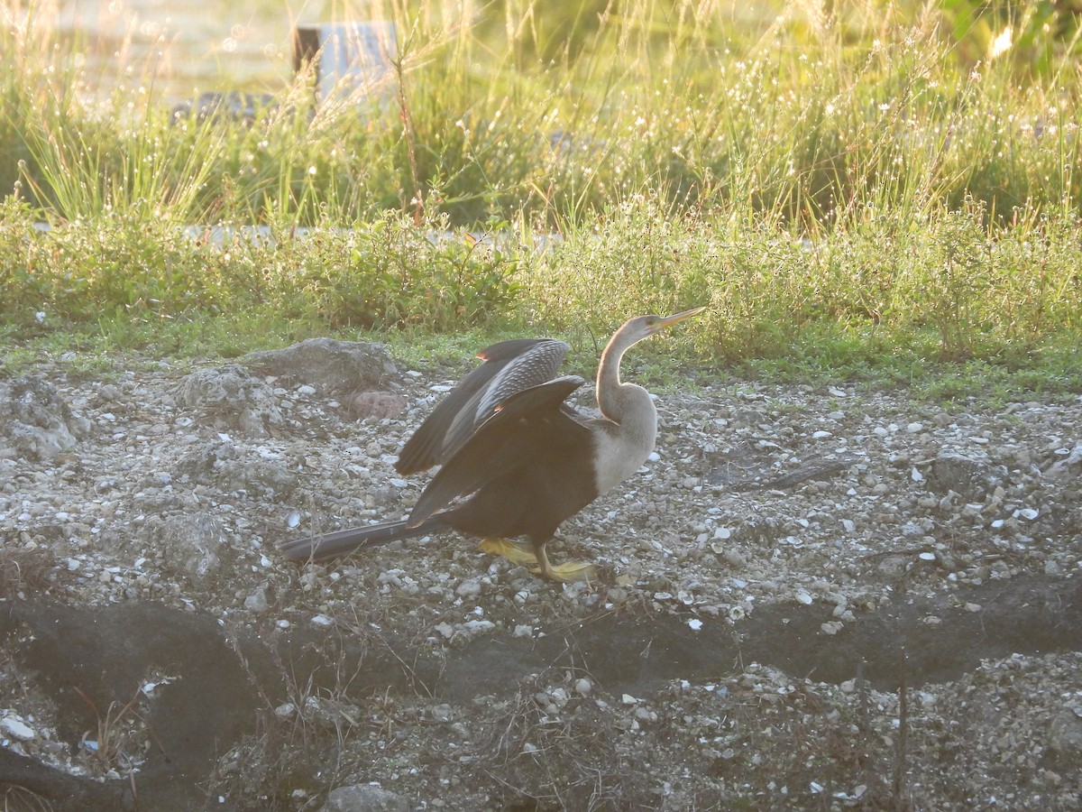 Anhinga - ML638873736