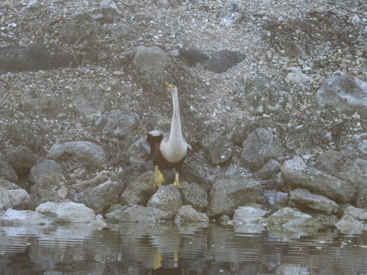 Anhinga - ML638873737