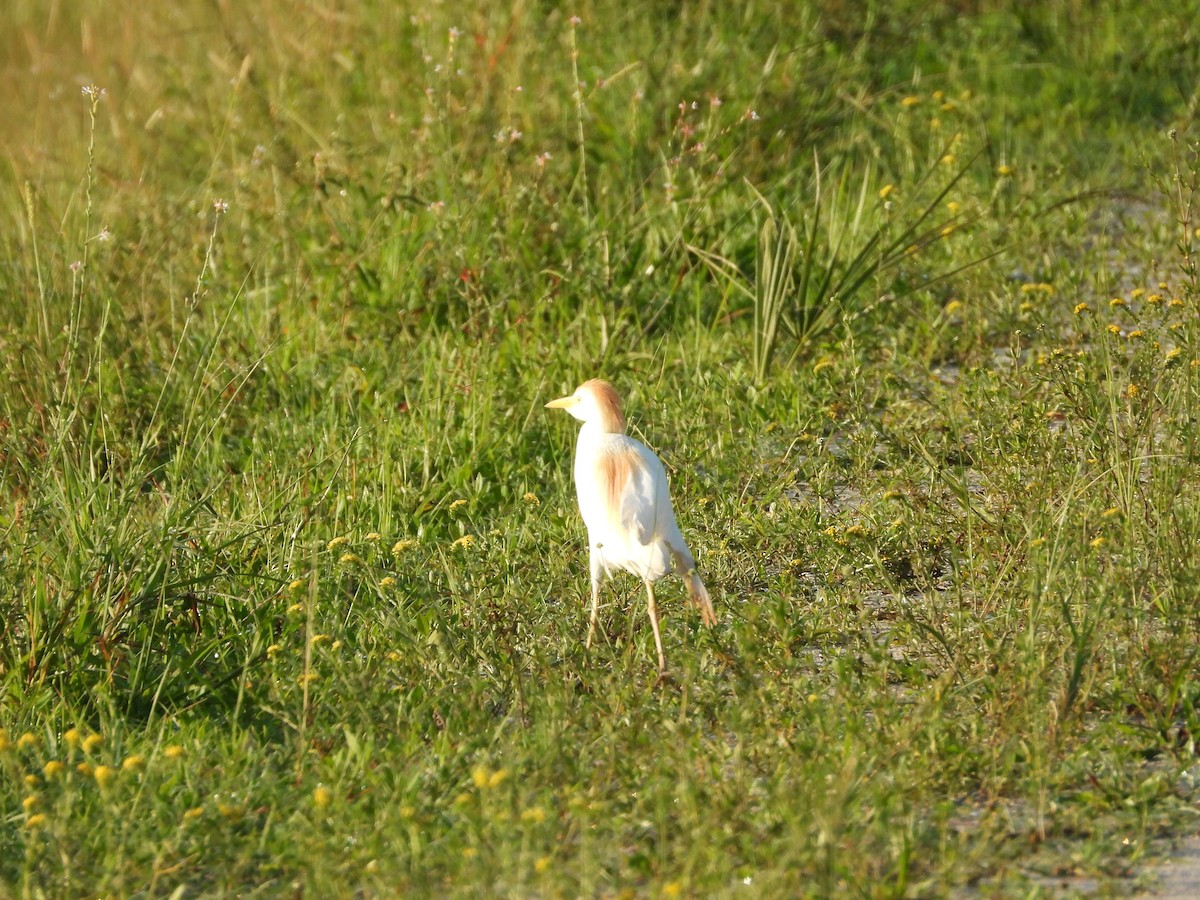 Western Cattle-Egret - ML638873742