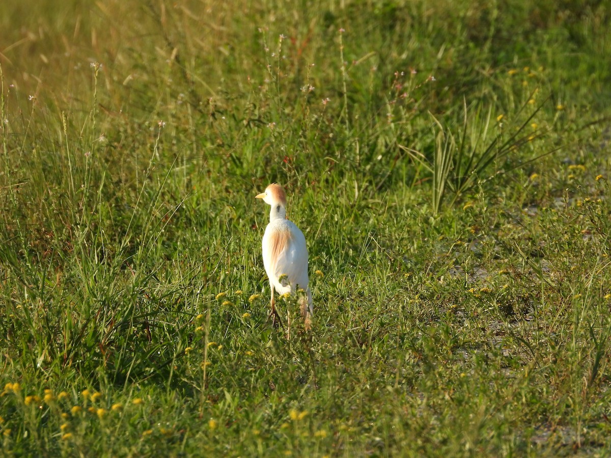 Western Cattle-Egret - ML638873743