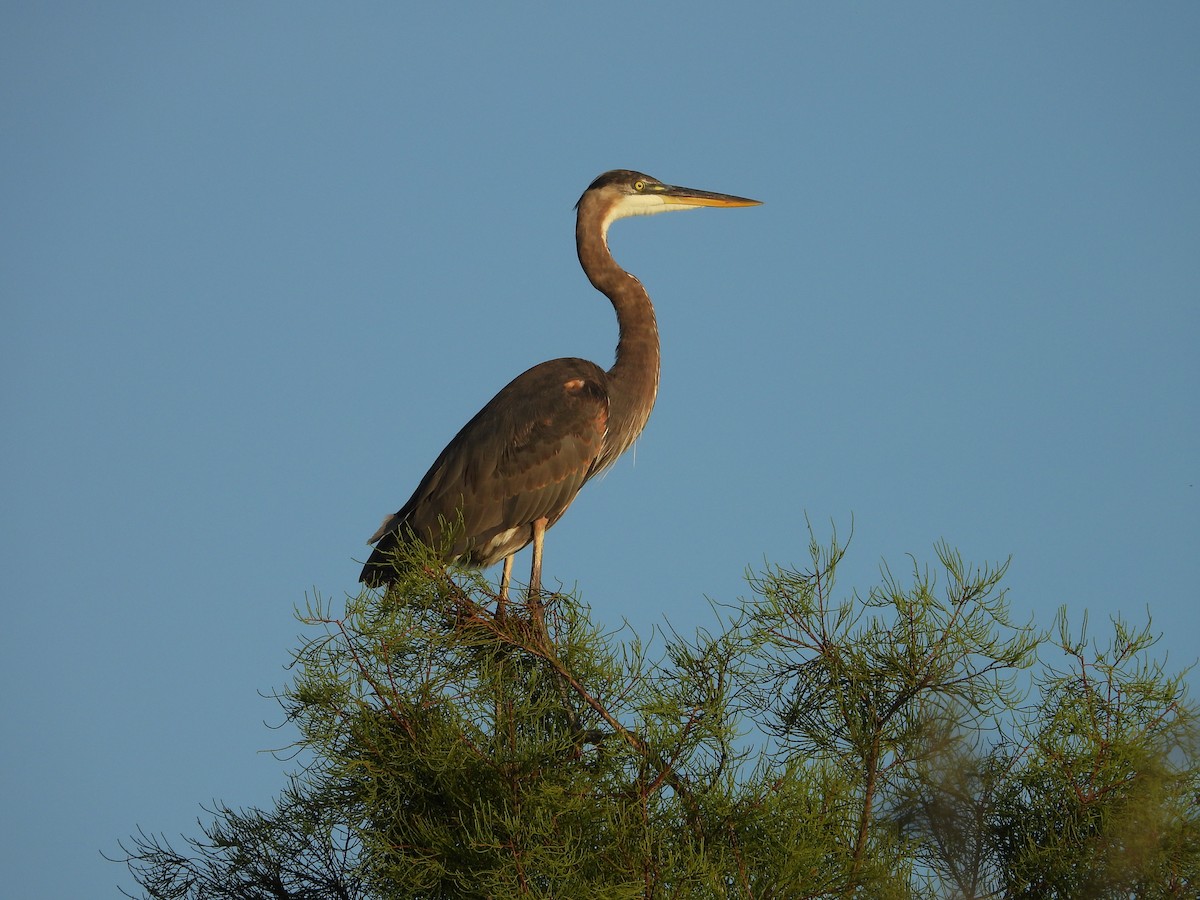 Great Blue Heron - ML638873771