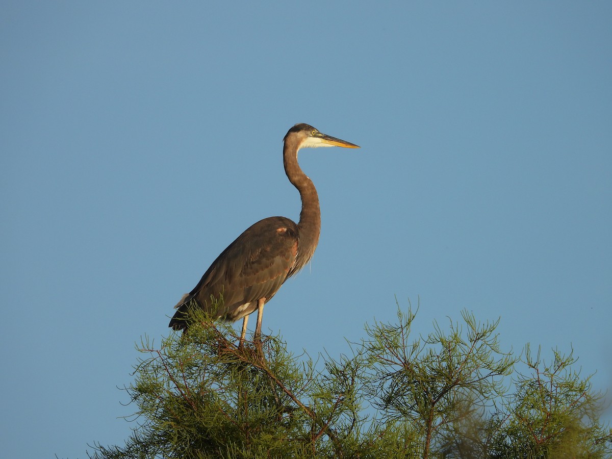 Great Blue Heron - ML638873772