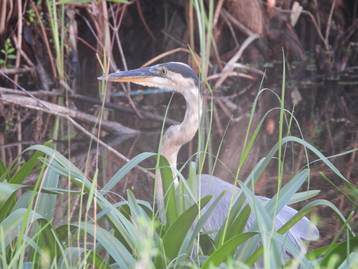 Great Blue Heron - ML638873773